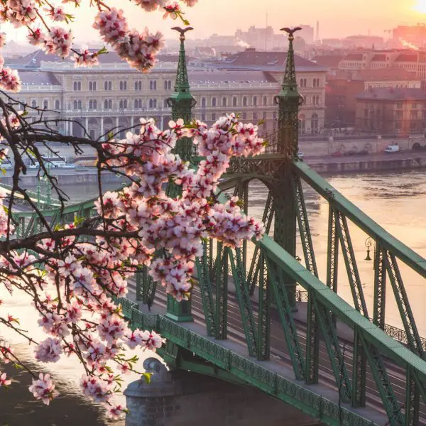 liberty bridge at sunrise with cherry blossom