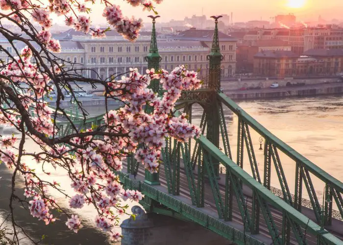 liberty bridge at sunrise with cherry blossom