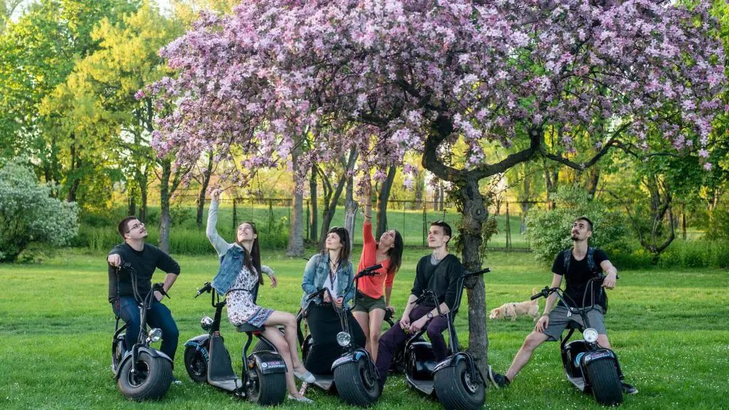 Five people on electric scooters gather under a blooming cherry blossom tree in a park, looking and pointing up at the branches.