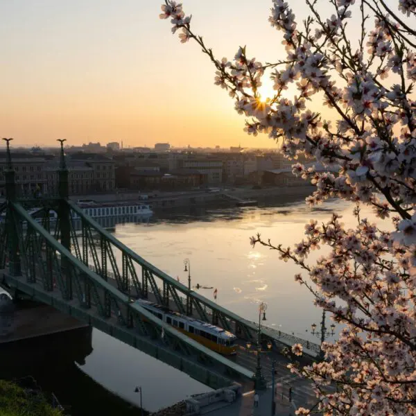 Cherry blossoms frame a view of a green bridge over a river at sunrise, as a tram crosses and historic buildings bask in the soft morning light—an ideal scene to experience on a Budapest Citadel tour.