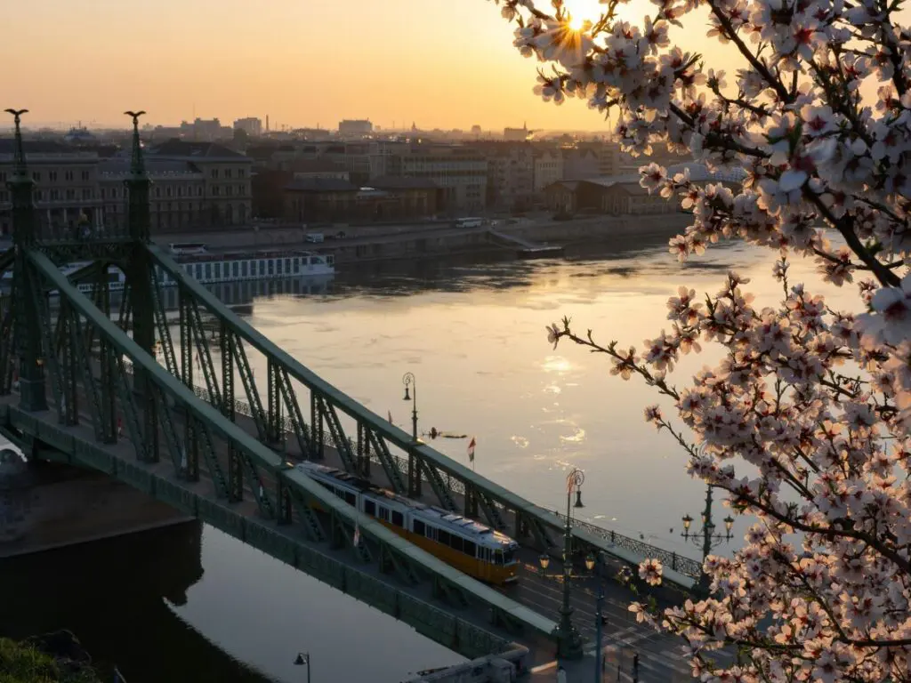 A green metal bridge with a yellow tram crossing over a river at sunset, framed by blooming cherry blossoms in the foreground and the Buda Castle District cityscape in the background.